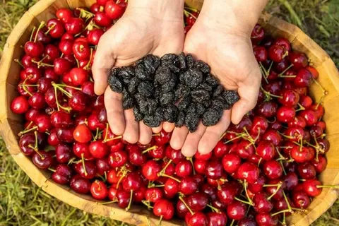 تصویر 2 از قیمت خرید میوه خشک گیلاس + فروش ویژه